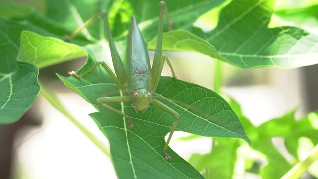 a green grasshopper is on a papaya leaf