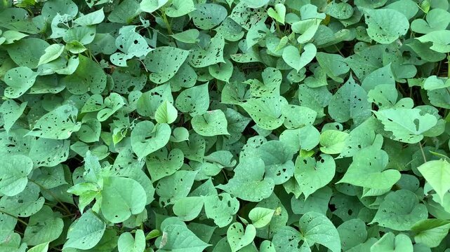 Dense Green Heart-Shaped Leaves with Insect Holes and Bite Marks