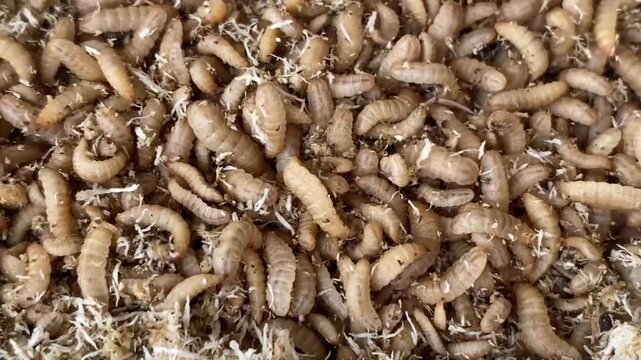 Mass of Wriggling Black Soldier Fly Larvae (BSF Maggots) Decomposing Organic Waste