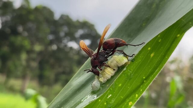 Red Paper Wasp Masticating Caterpillar Prey for Its Larvae