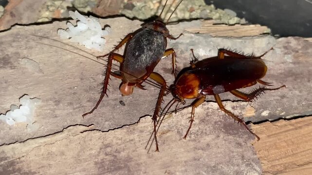 Female Cockroach Forming Ootheca (Egg Case) at Tip of Abdomen