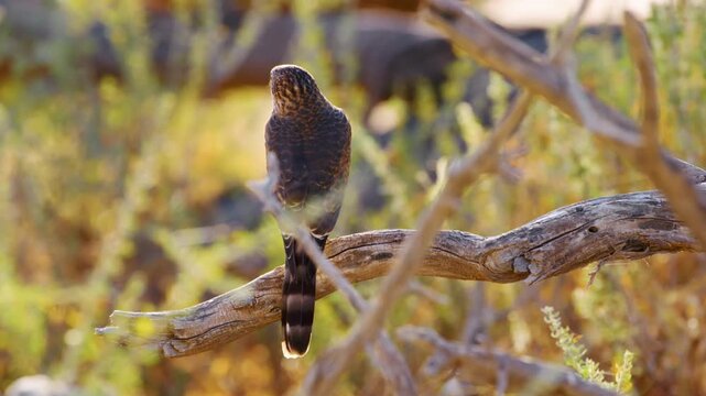 Gabar goshawk (Micronisus gabar) perched on a tree