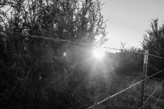 Barbed wire fence with sunset in background of scenic Texas pasture field in rural countryside, black and white image.