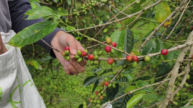 hands picking coffee cherries from the tree during harvest,  part 3