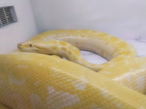 close up of a snake
