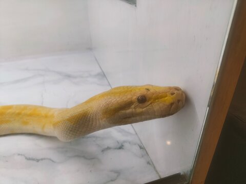 golden fish in aquarium