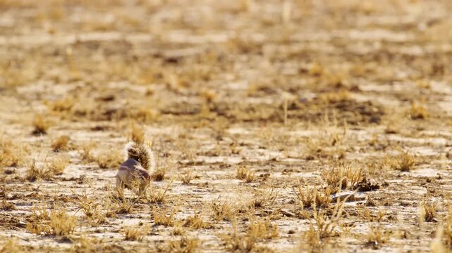 Wide angle shot of an African ground squirrel (Xerus erythropus) eating in Savanah