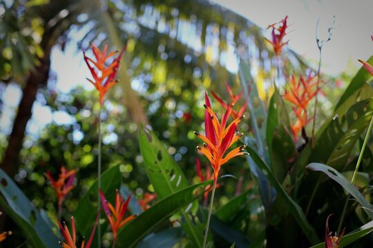 Flores de l&iacute;rios tropicais 