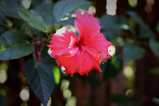 Flor vermelha no quintal