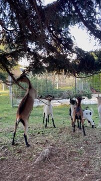 farm goats eating from a pine  tree
