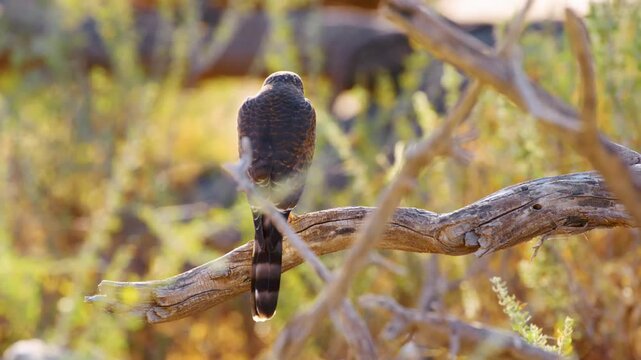 Eurasian sparrowhawk Accipiter nisus. The bird itches and turns its head. Close up.