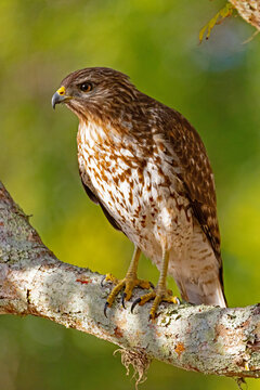 Red-shouldered hawk, Buteo lineatus