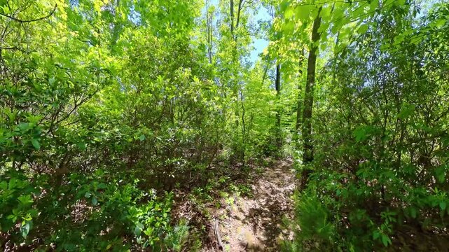 Hiking on Empty Hannah Run Trail in Shenandoah National Park