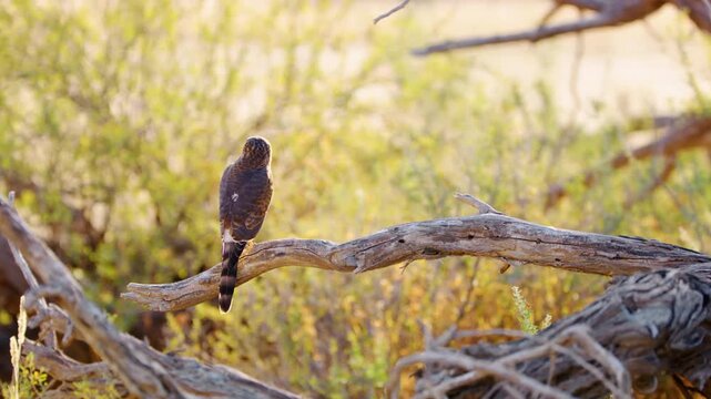 Close up of a Gabar goshawk (Micronisus gabar) perched on a tree branch
