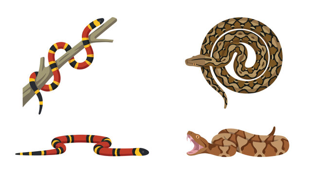 Diverse Snake Illustrations Set: Coral Snake, Python, and Viper Reptiles. Flat Design Vector Collection.