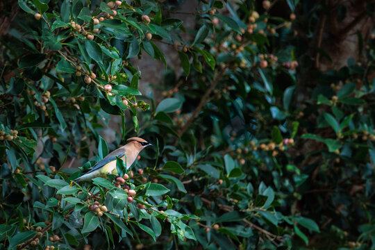 Cedar waxwings (Bombycilla cedrorum) raiding a tree that appears to be a strangler fig or another Ficus sp. in southwest Florida during spring migration.