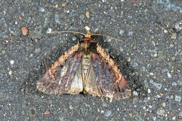 マエウスヤガ（北海道・鶴居村）  © 愛 高行