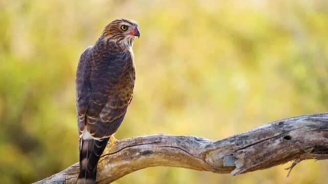 Close up of a Gabar goshawk (Micronisus gabar) perched on a tree branch