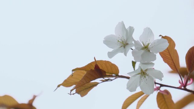 満開の山桜を濡らす春の雨。雨上がりのしっとりとした質感
