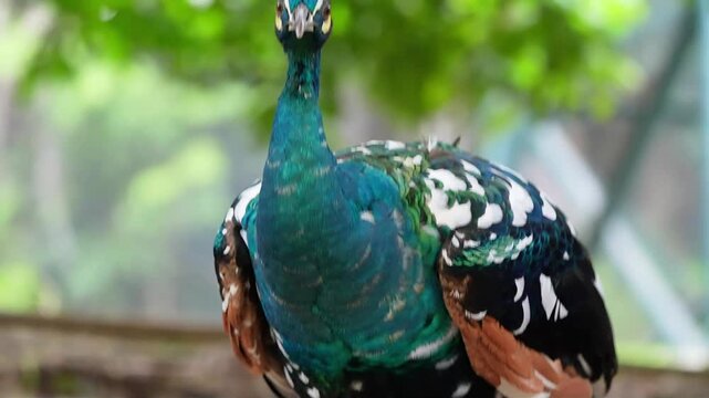 peacock in the park, peacock routine: sti on the ground, standing, preening, looking around, rare colored white and blue peacock, bird molting season