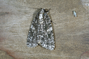 キシタケンモン（北海道・鶴居村）  © 愛 高行