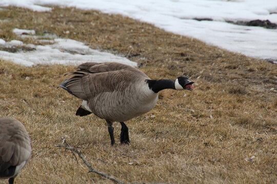 Angry Goose, William Hawrelak Park, Edmonton, Alberta