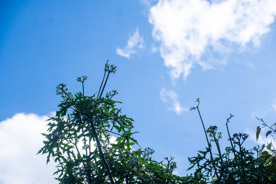 Fresh green foliage of Cnidoscolus aconitifolius plant against a clear blue sky. Natural sunlight creates a vibrant tropical summer atmosphere.