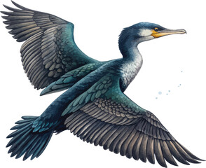 Obraz premium Watercolor Cormorant Clipart, Ocean Diving Bird Illustration, Isolated on White