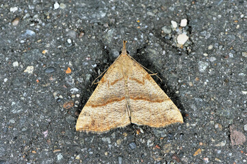 フタオビアツバ（北海道・鶴居村）  © 愛 高行