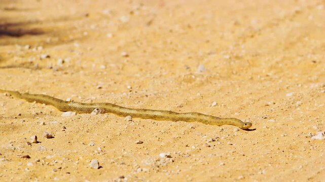 Snake in Kalahari desert in south africa