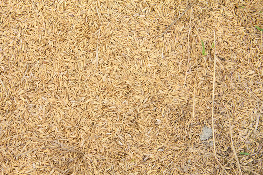 A high-angle agricultural photograph showcasing a thick layer of dried golden-brown rice husks, the protective outer shells of paddy grains scientifically known as Oryza sativa