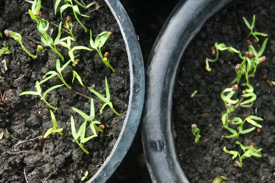A professional high-angle photograph showcasing the early germination stage of Upland Water Spinach, scientifically known as Ipomoea aquatica var. reptans