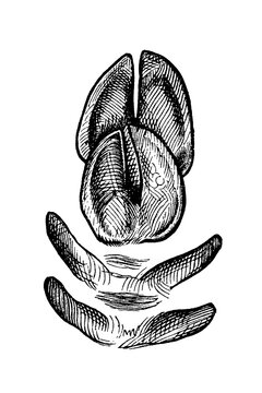 Wild boar track (young boar), detailed vintage illustration, 1897.