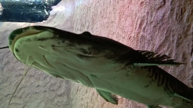 Close-up of a shovelnose catfish underwater in aquarium: For aquarium species catalogues, freshwater biology videos, or fishing videos.