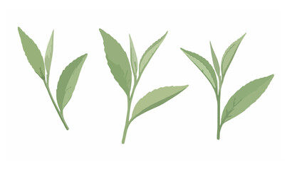 Fototapeta premium Watercolor Green Tea Leaves Fresh Botanical Isolated Vector