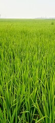 Fototapeta premium green wheat field