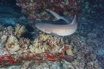 White Tip Reef Shark in Molokini Crater © Kyle