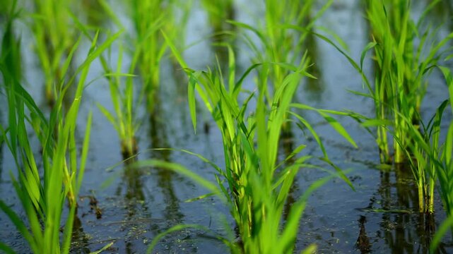 A serene video showcasing lush green rice plants growing in a flooded paddy field with vibrant natural light