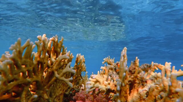 Close up motion over the yellow fire coral branches under clear blue sea water surface