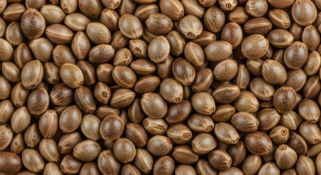 Close-up of brown hemp seeds in natural setting