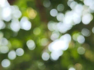 Obraz premium green bokeh background from nature under tree shade, defocused
