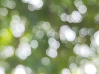 Obraz premium green bokeh background from nature under tree shade, defocused