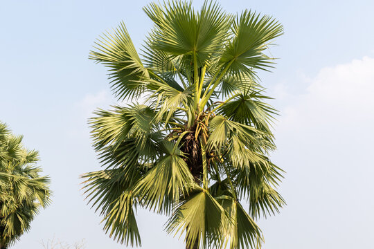 Tall vibrant green palmyra palm tree stands proudly under the clear bright blue morning summer sky
