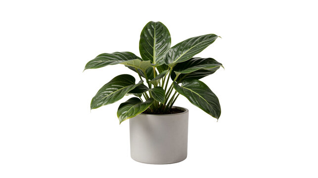 Potted Calathea makoyana (Peacock Plant) in transparent background