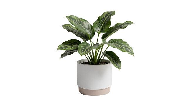Potted Calathea orbifolia in transparent background