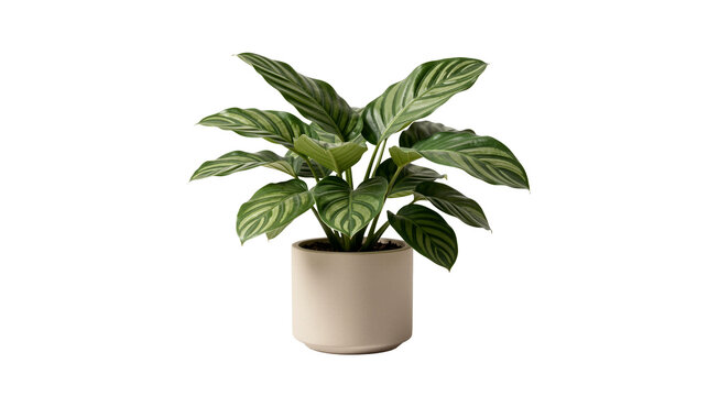 Potted Calathea orbifolia in transparent background