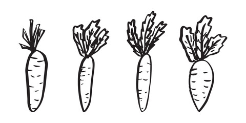 Obraz premium Hand drawn farm carrot plant with green leaves Fresh vegetable doodle set Healthy eco food Organic garden vegetarian food For design, print, packaging, decor, kids books, coloring pages