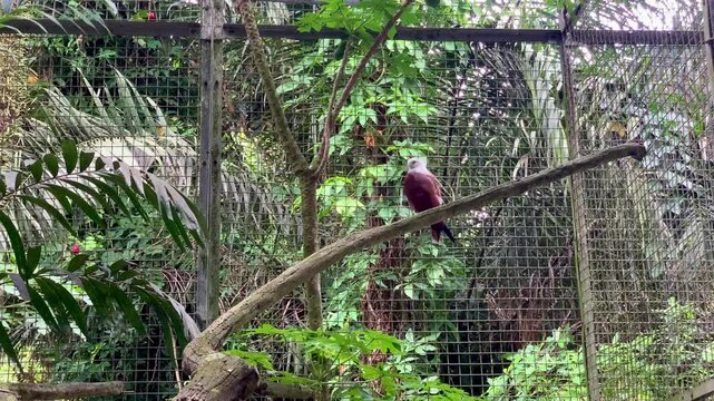 4K footage of eagle perched on branch in zoo aviary at Ragunan Jakarta, eye level shot, natural light, sharp detail, calm tropical mood. Ideal for wildlife, conservation, travel and education themes.