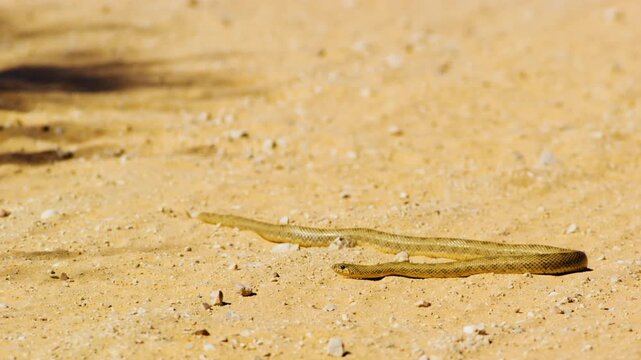 Snake in Kalahari desert south africa.
