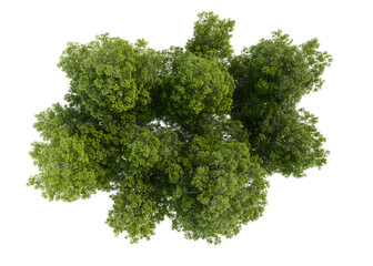 Fototapeta premium A group of lush Green Plants clustered together in Nature.